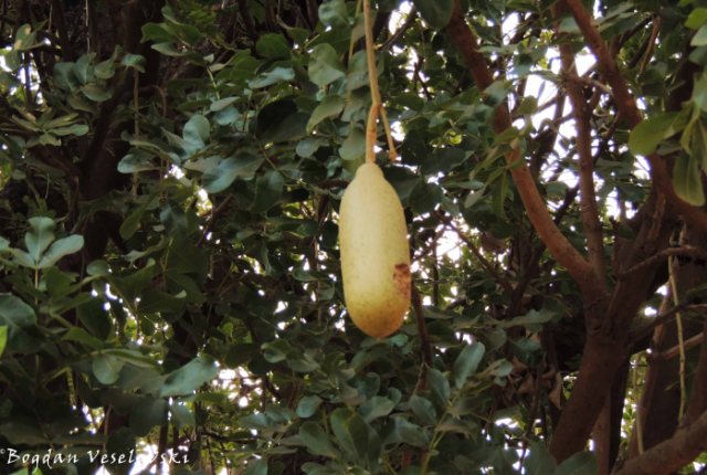 Mvunguti (Sausage tree - Kigelia africana)
