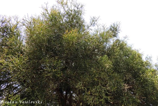 Nkhadze (Indian spurge tree ^ pencil tree ^ milk bush. Euphorbia tirucalli)