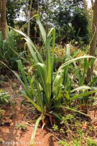 Nzimbe (sugarcane)