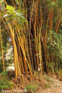 Sungwi (bamboo in Satemwa)