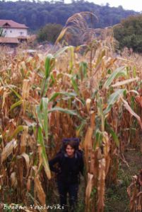 Big maize