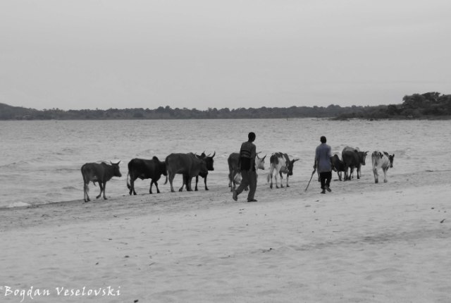 Cattle on the beach