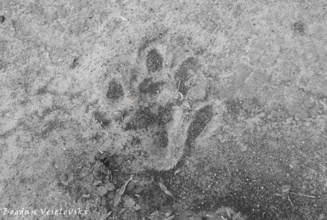 Hippo footprint