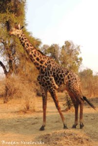 Male Thornicroft’s giraffe (Rhodesian giraffe)