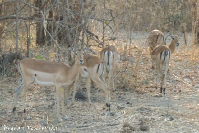 Impalas (females)