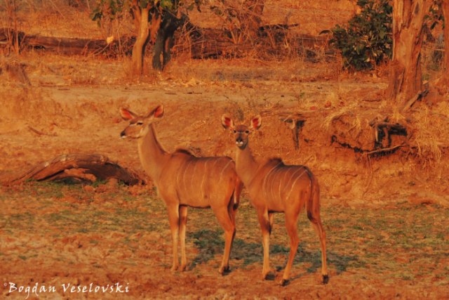 Kudu (females)