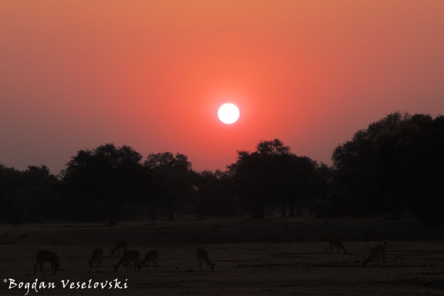Sunset in South Luangwa