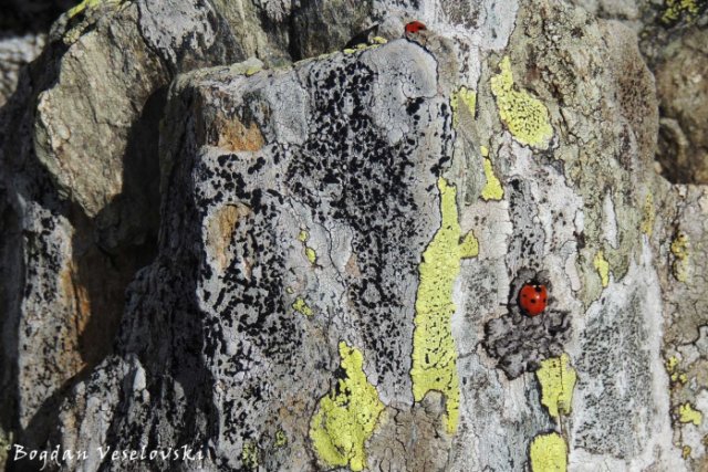 Alpinist ladybug