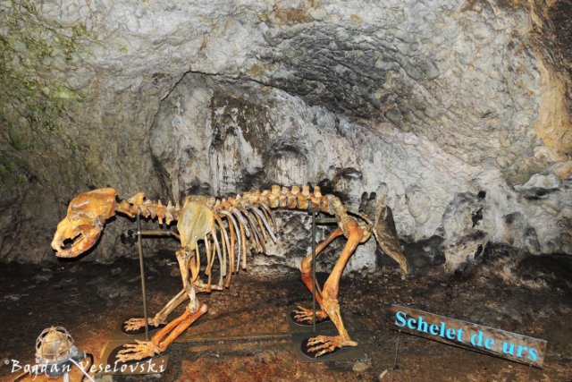 Ursus Spelaeus from Peștera Muierii (Women's Cave)