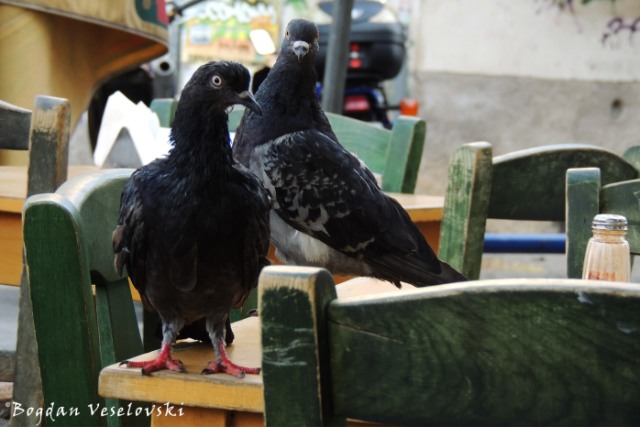 Hungry pigeons