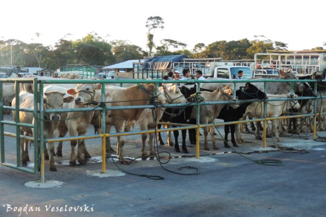 Cattle fair in Santa Rosa