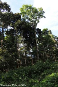 Amazonian trees