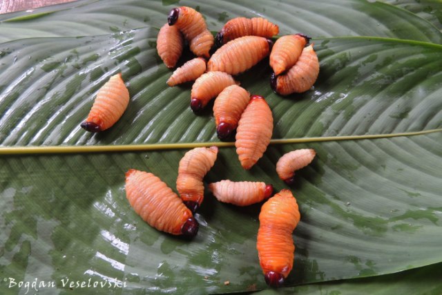 Mayones. Mukint (palm weevil larvae)