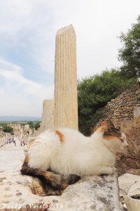 Ancient cat