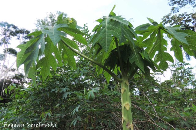 Árbol de papaya. Wapai (papaya tree)