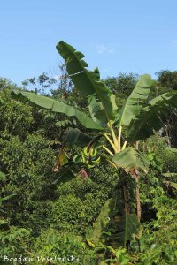 Árbol de plátano. Champiar (plantain tree)