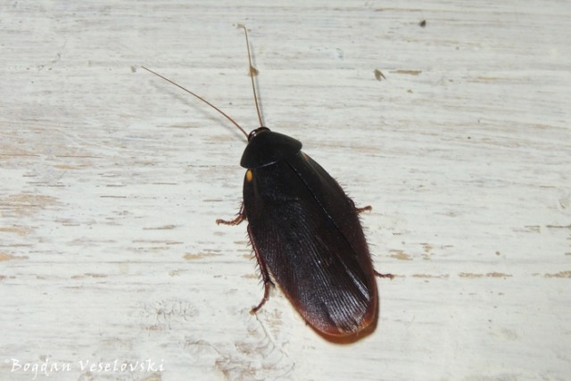 Cucaracha (cockroach)