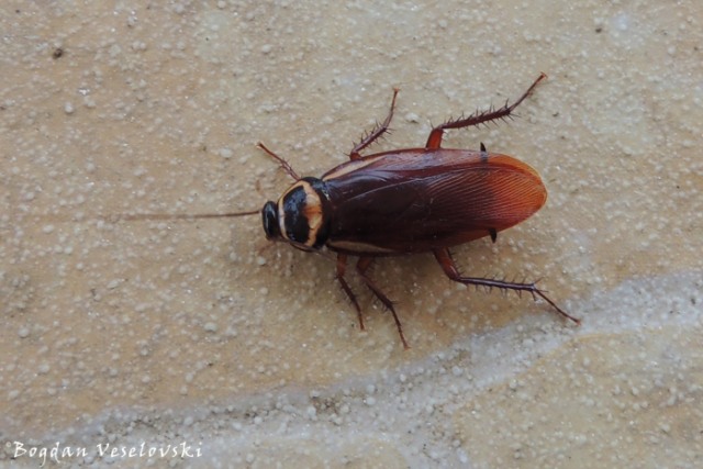 Cucaracha. Shuut (cockroach)