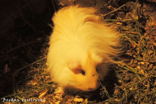 Cuy. Kuwi (guinea pig)