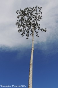 Guarumbo. Suu_ (trumpet tree, snakewood. Cecropia peltata)