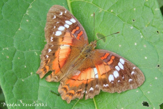 Mariposa (butterfly)
