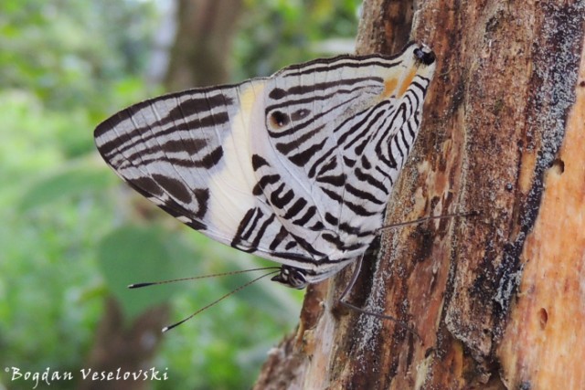 Mariposa (butterfly)