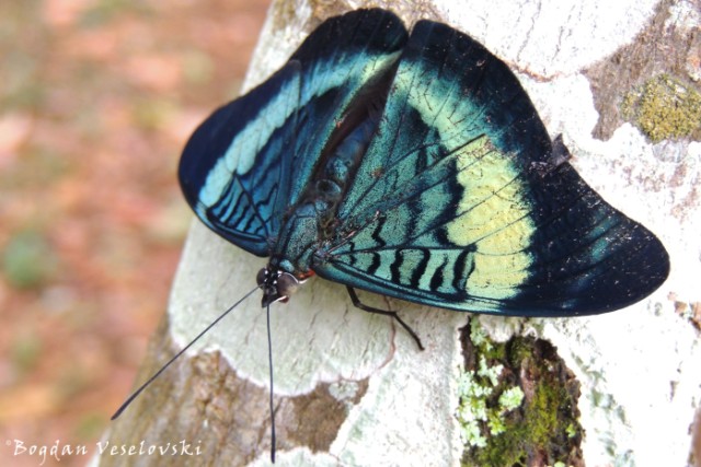 Mariposa. Wampiashuk (butterfly)