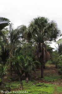 Morete. Achu (moriche palm. Mauritia flexuosa)