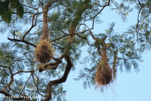 Nests of yellow-rumped cacique