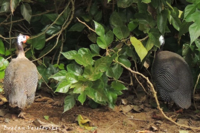 Pintadas, gallinas de Guinea (guineafowls)