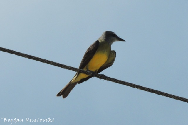 Piriris (tropical kingbird. Tyrannus melancholicus)