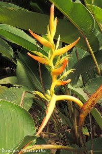 Platanillo. Winchu (parrot's beak, parakeet flower, parrot's flower, parrot's plantain, false bird-of-paradise. Heliconia psittacorum)