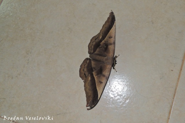 Polilla (moth)