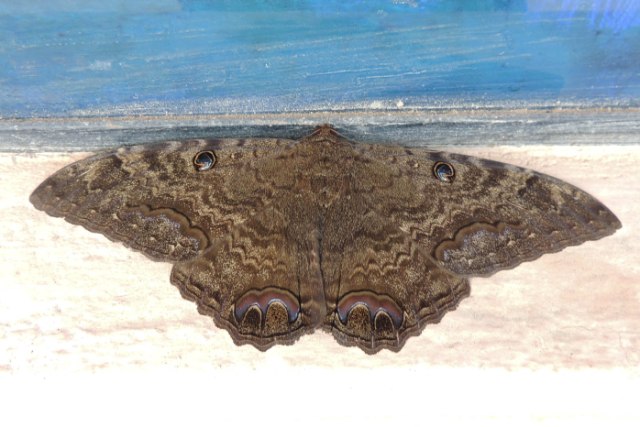 Polilla (moth) 