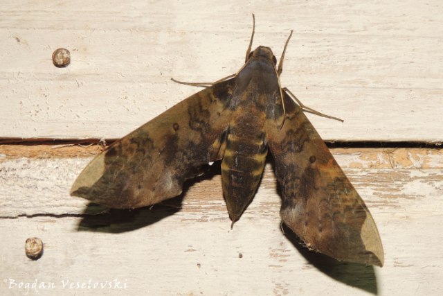 Polilla (moth) 