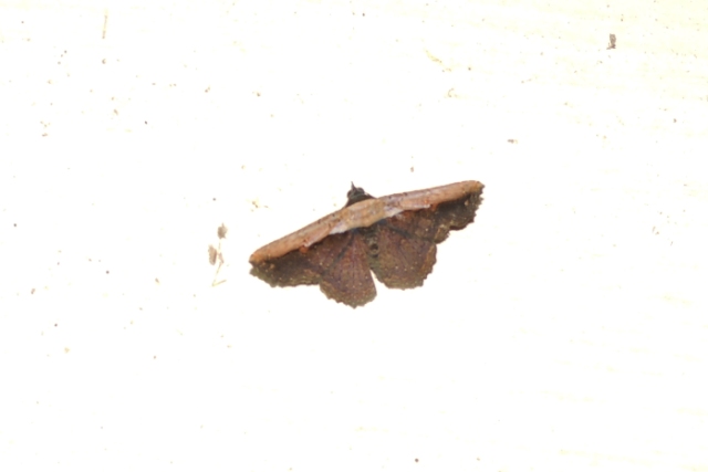 Polilla (moth)