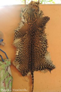 Tigrillo. Yantana (ocelot. Leopardus pardalis)