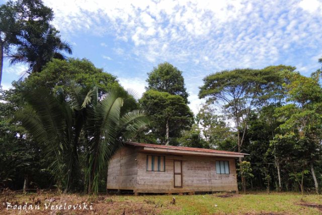Amazonian dwelling